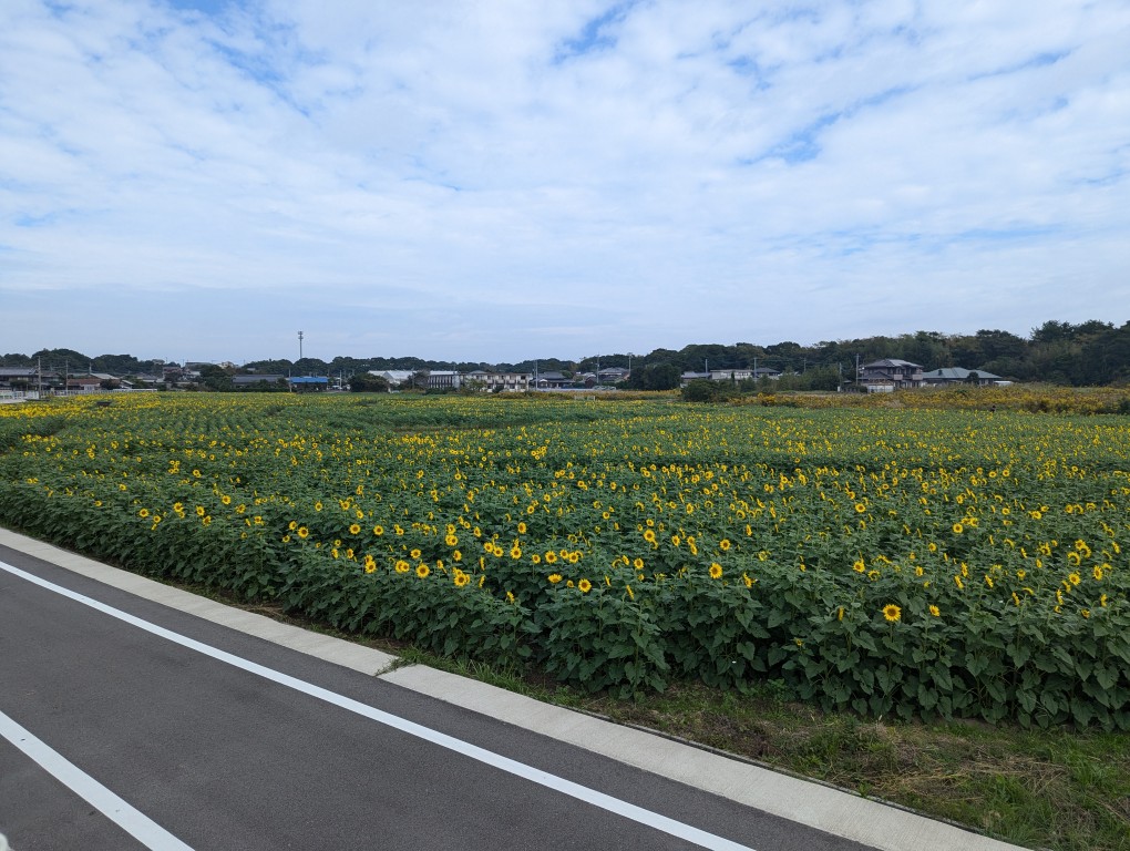 国東市の秋に咲くひまわり