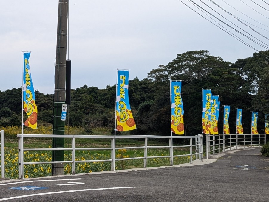 国東市の秋に咲くひまわりの旗