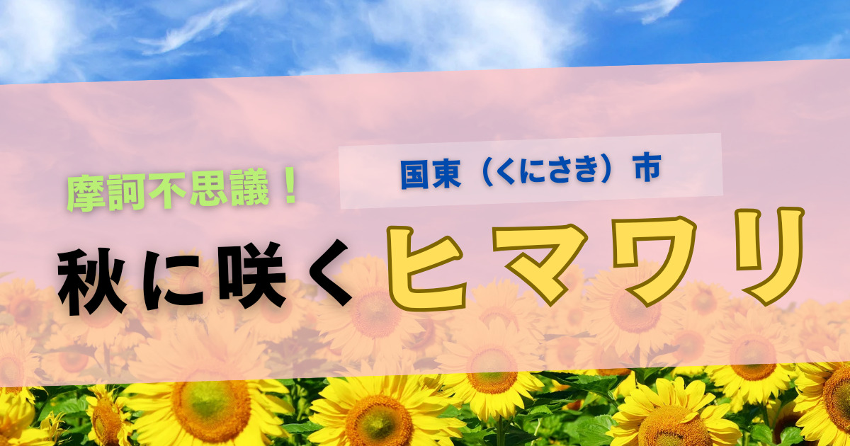 国東市の秋に咲くヒマワリのアイキャッチ